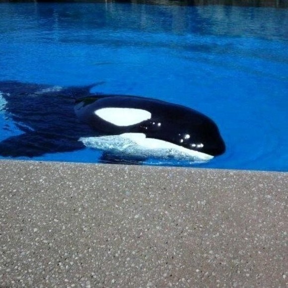 Meet your Posher, Frances - Picture 1 of 1